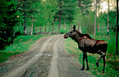 A Moose (Alces Alces) and gravelled road. Varutrask. Vasterbotten. Sweden