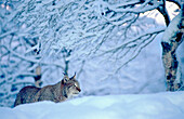 A linx (Lynx Lynx) walking behind some snow. Norway