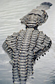 An american alligator (Alligator Mississippiensis) laying in the water. Everglades. Florida. U.S.A