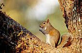 A gray squirrel (Sciurus Carolinensis) sitting on an oaktree. Myakka fores. Florida. U.S.A