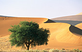 A tree in front of the dunes. Namib Desert. Namib-Naukluft National Park. Sossusvlei. Namibia