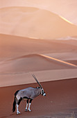 Oryx (Oryx gazella) on the dunes of Namib-Naukluft National Park. Namibia