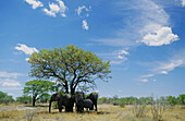 Elephants (Loxodonta africana) standing below shadow tree. Etosha National Park. Namibia