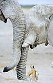 Dusty elephants (Loxodonta africana) in close up. Etosha National Park. Namibia