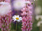 Ox-Eye Daisy (Leucanthemum vulgare) among some lupins. Skramtrask, Västerbotten, Sweden