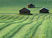 Haymaking and wooden barns. Skramtrask, Västerbotten, Sweden