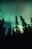 Northern lights in forest. Brannliden, Västerbotten, Sweden