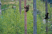 Brown Bear (Ursus arctos) cubs climbing in trees, captive. Ranua, Finland