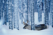 Reindeer (Rangifer tarandus). Svansele, Västerbotten, Sweden