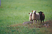 Three sheep on field. Bergliden, Västerbotten, Sweden