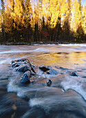 Autumn coloured trees and streamy water, Byske river. Lundback, Västerbotten, Sweden