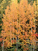 Autumn coloured aspens (Populus tremuloides). Lundback, Västerbotten, Sweden
