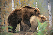 Brown Bear (Ursus arctos) in captivity, mating. Norway