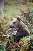 Brown Bear (Ursus arctos) in captivity. Norway