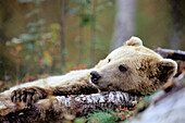 Brown Bear (Ursus arctos) in captivity. Norway