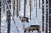 Reindeers (Rangifer tarandus). Ektrask, Västerbotten, Sweden