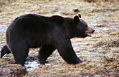 Brown bear male(Ursus arctos). Walking on a mire. Kuhmo. Finland.