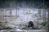 Two brown bears (Ursus arctos). Mating on a mire. Kuhmo. Finland