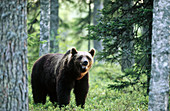 Brown bear (Ursus arctos). In the pineforest. Suomussalmi. Finland.