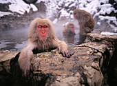 Japanese Macaque (Macaca fuscata) in a thermal spring with its eyes closed. Jigokudani. Honshu Island. Japan