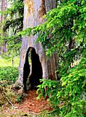 Old Pine trunk damaged by fire. Björnlandets National Park. Sweden