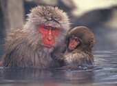 Japanese Macaques (Macaca fuscata), mother and young in bath. Japan