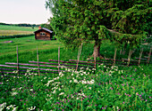 Cabin. Västerbotten. Sweden