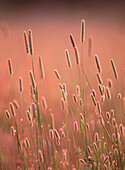 Dew on Timothy grass (Phleum pratense). Västerbotten. Sweden