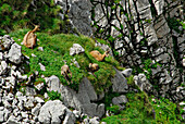 Zwei Gämsen (Gemsen) mit zwei Kitzen, Wilder Kaiser, Kaisergebirge, Tirol, Österreich