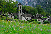 sea of flowers with houses and church of Foroglio, Ticino, Switzerland