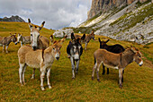 Herd of donkeys with Pelmo in background, Forcella Giau, Alta Via delle Dolomiti No. 1, Dolomites, Cortina, Venezia, Italy