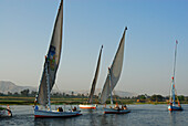 sailling boats (fellucas) on the Nile, Luxor, Egypt, Africa