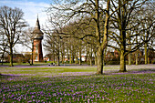 Krokusblüte im Schlosspark, Husum, Nordfriesland, Schleswig-Holstein, Deutschland