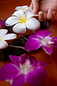 Orchid Flowers in a spa, One & Only Resort Reethi Rah, Maldives