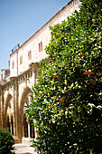 Orange Tree in front of Catedral de Santa Maria Cloisters, Tarragona, Catalonia, Spain