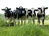 Kühe in einer Reihe, Frankreich