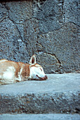 Sleeping dog on streeet, Mexico