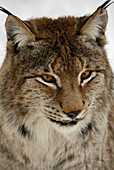 Luchs (Lynx lynx), Freigehege Nationalpark Bayerischer Wald, Niederbayern, Bayern, Deutschland