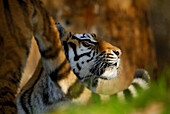Two Siberian tigers in interaction, portrait of tiger framed by other tigers tail, Panthera tigris altaica