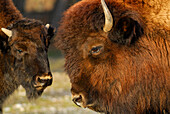 Bison, Wisent, calf looking at mother, Bison bonasus