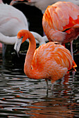 Red flamingo standing in lake waiting for fish, Phoenicopterus ruber ruber, American flamingo