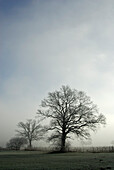 Bare oak trees in fog, Bad Feilnbach, Upper Bavaria, Bavaria, Germany