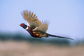 A ringneck pheasant lifting off in the USA