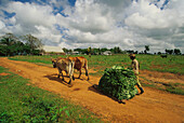 Tobaco harvest. Cuba