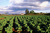 Tobacco field. Pinar del Río province. Cuba