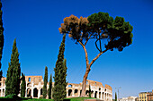 Colosseum. Rome. Italy