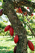 Cacao tree. Trinidad and Tobago