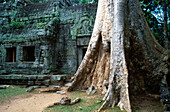 Ta Prohm Temple in Angkor. Siem Reap. Cambodia
