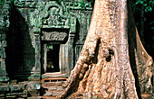 Ta Prohm Temple. Angkor. Cambodia