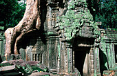 Ta Prohm Temple. Angkor. Cambodia